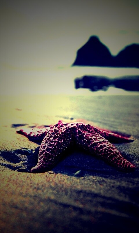 Морская звезда обои