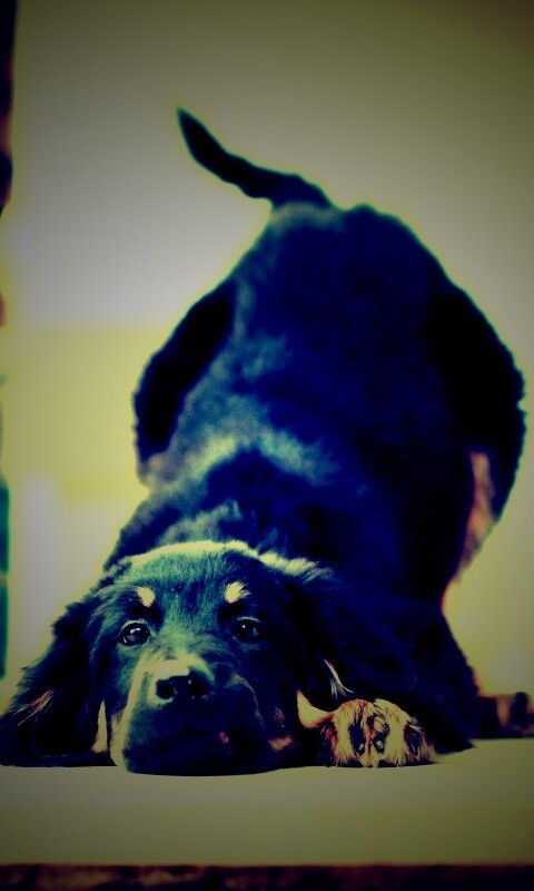 Игривый пес обои