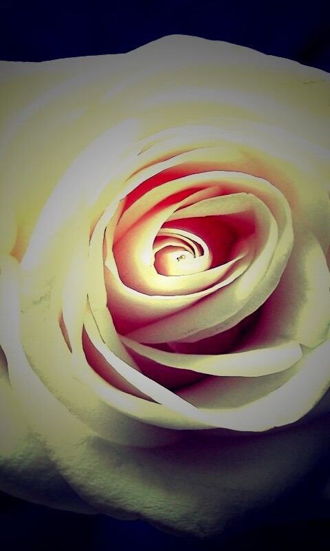 Белая роза обои