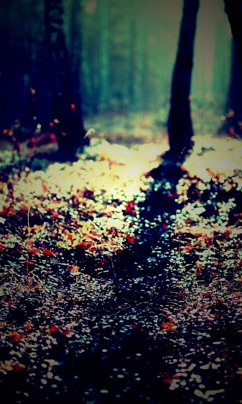 Лесная земля обои