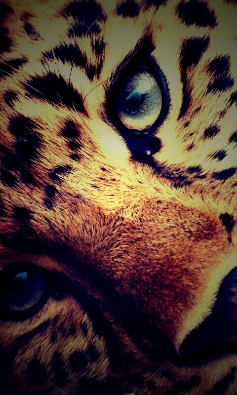 Леопард обои