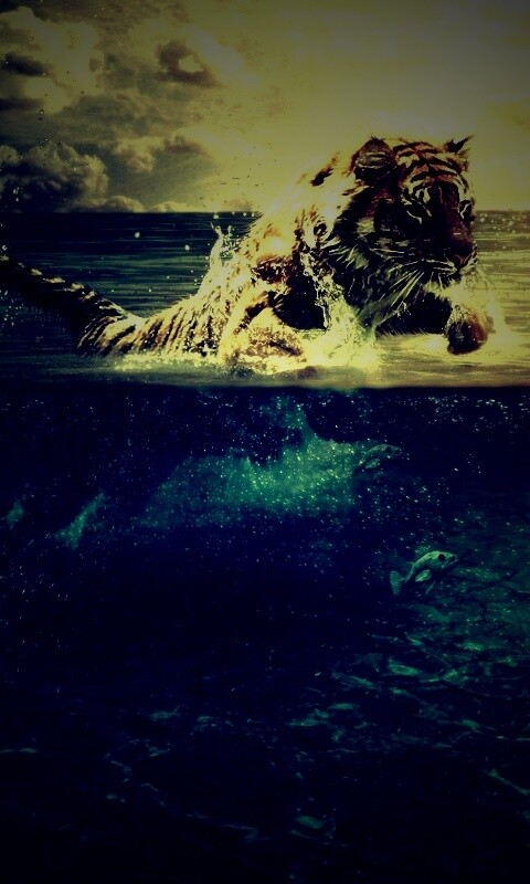 Тигр купается обои