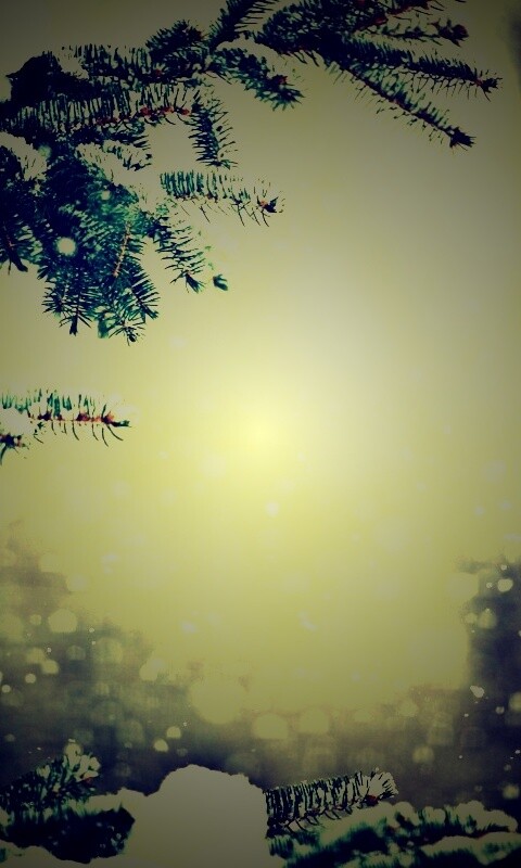 Еловые лапы в снегу обои