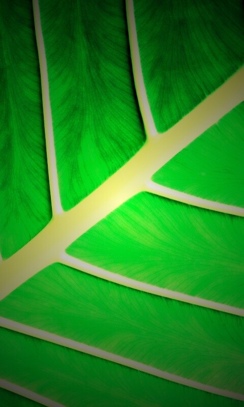 Пальмовый лист обои