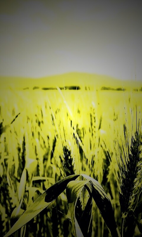 В полях обои