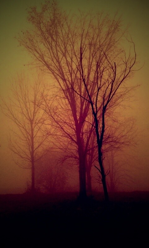 Деревья в тумане обои