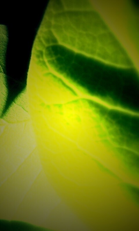 Свет на листве обои