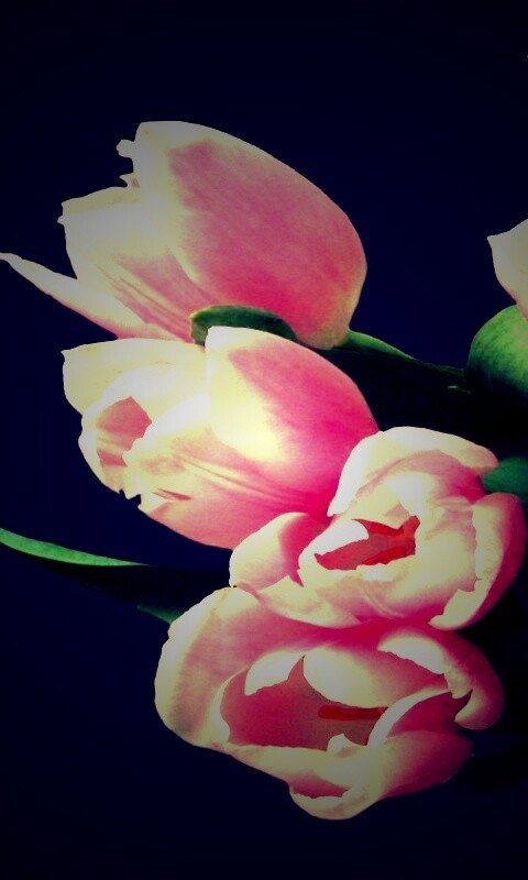 Розовый букет обои