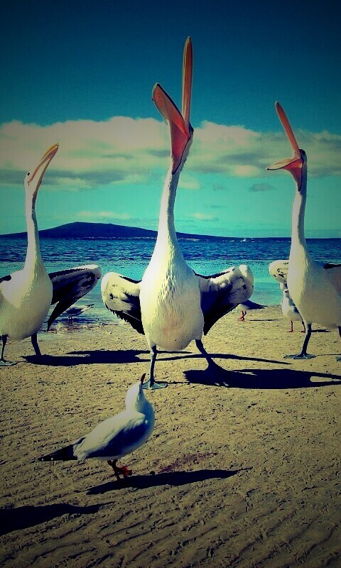 Пеликаны и чайки обои