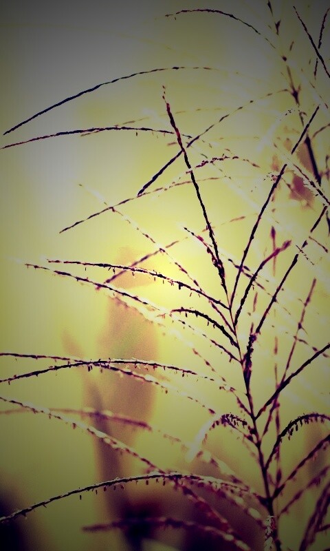 Макро фото растения обои