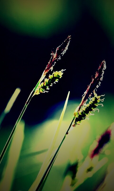 Макро фото луговой травы обои