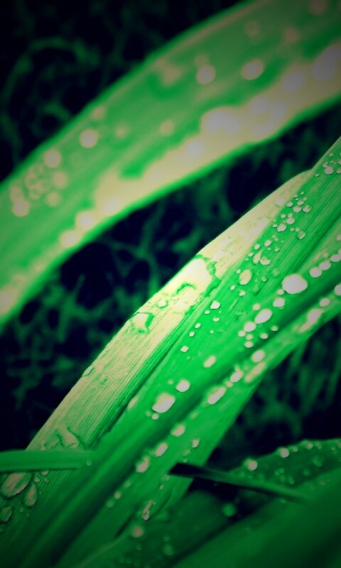 Роса на траве обои