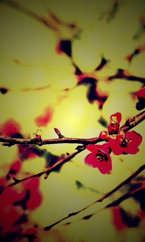 Весеннее цветение обои