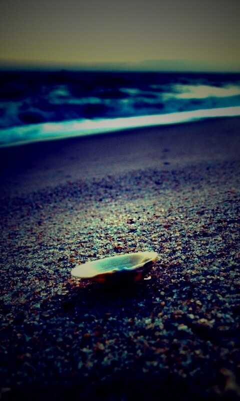 Ракушка не песчанном берегу обои