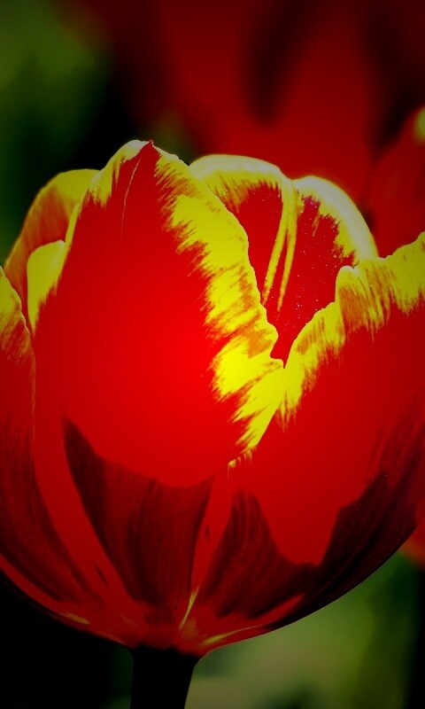 Красно-желтый тюльпан обои