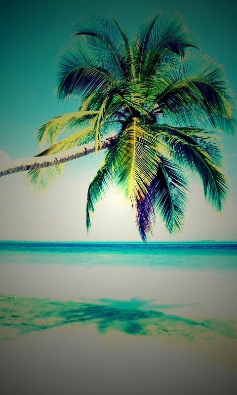 Пальма на лазурном берегу обои