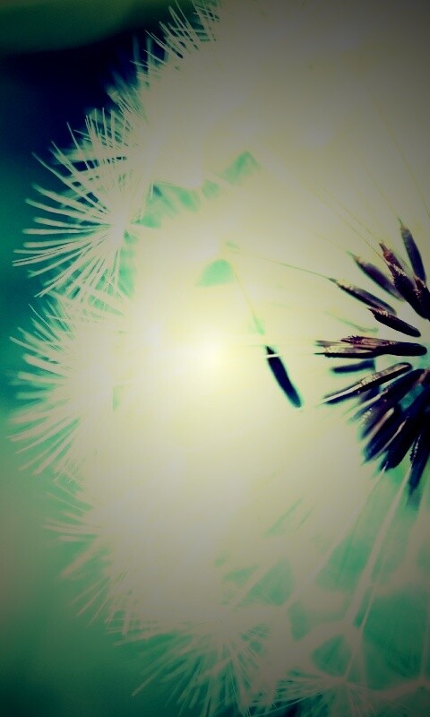 Макро фото одуванчика обои