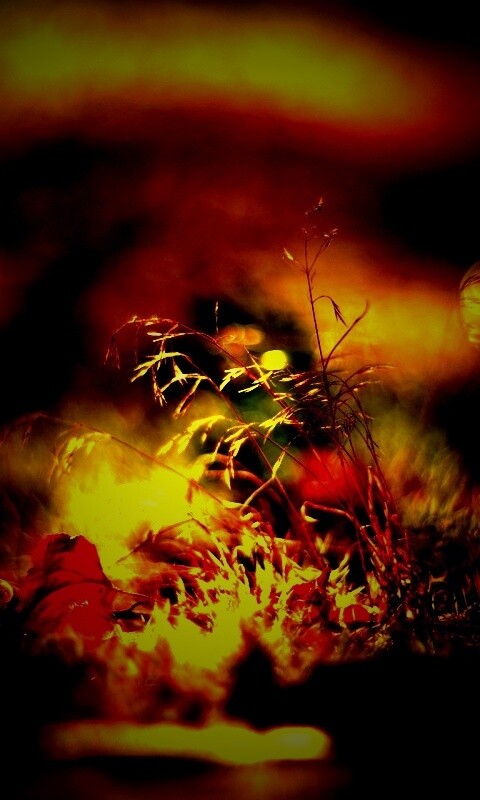 Осенняя травинка обои