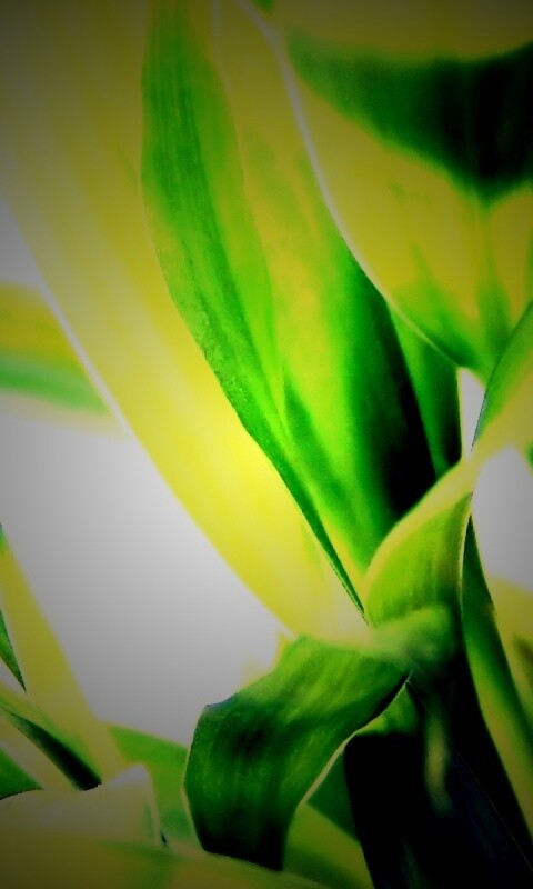 Солнечные травинки обои