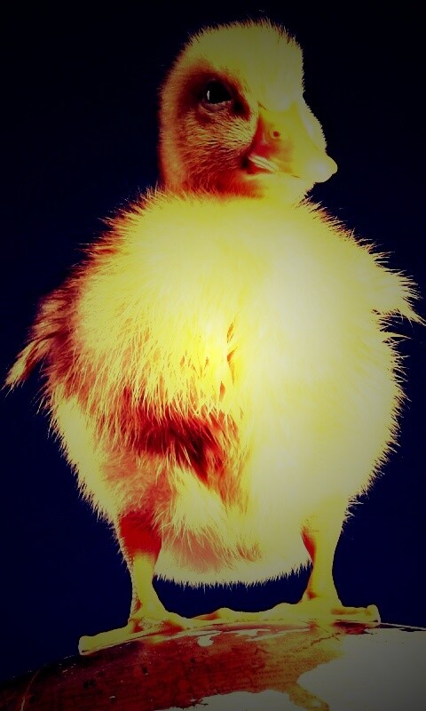 Утёнок на глобусе обои