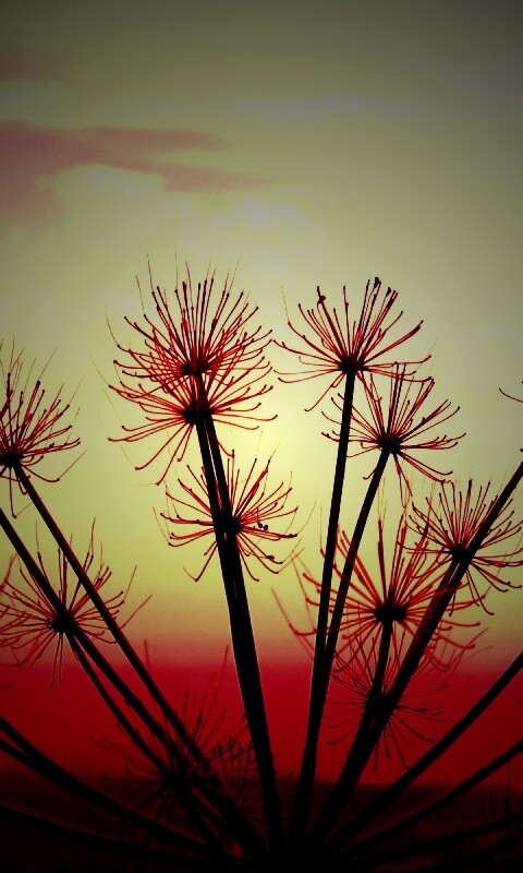 Зонтичное соцветие обои