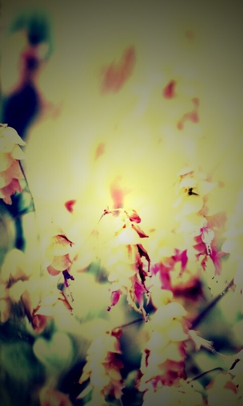 Висящие цветочки обои