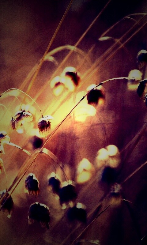 Увядающие цветочки обои