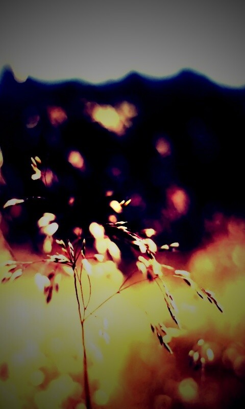 Трава на солнце обои