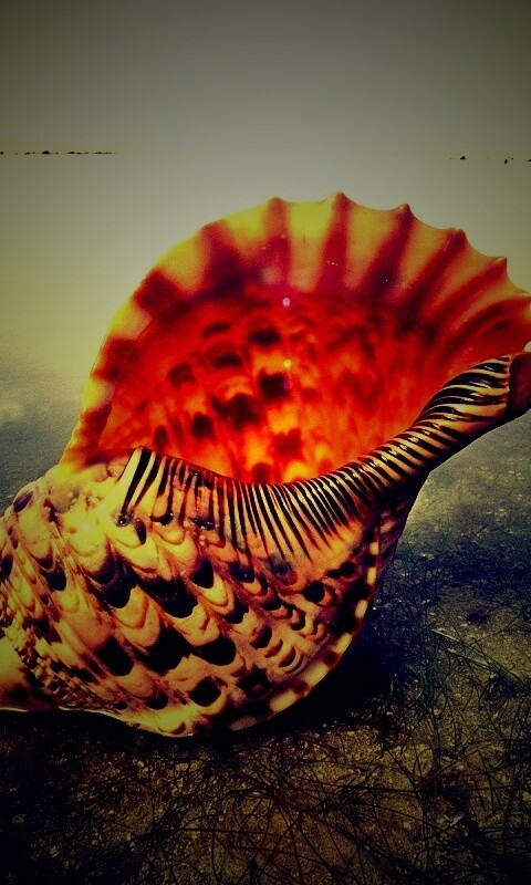 Морская раковина обои