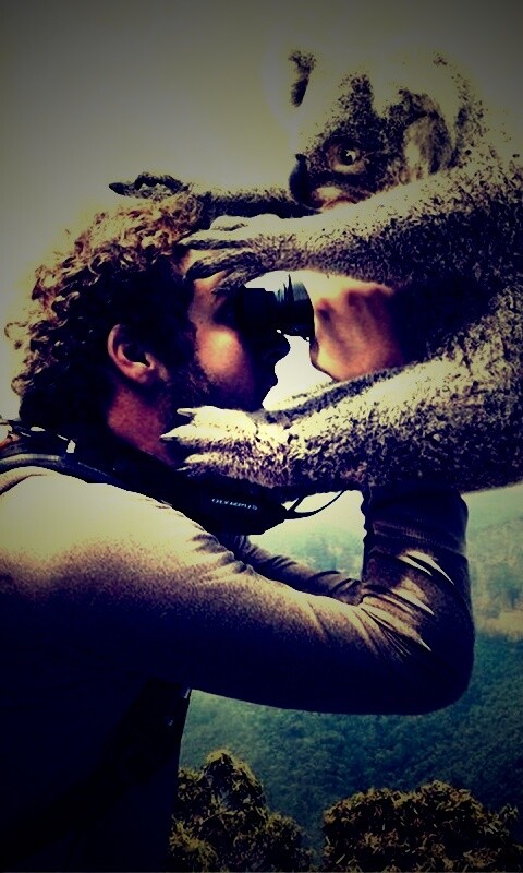 Коала ближе чем кажется обои