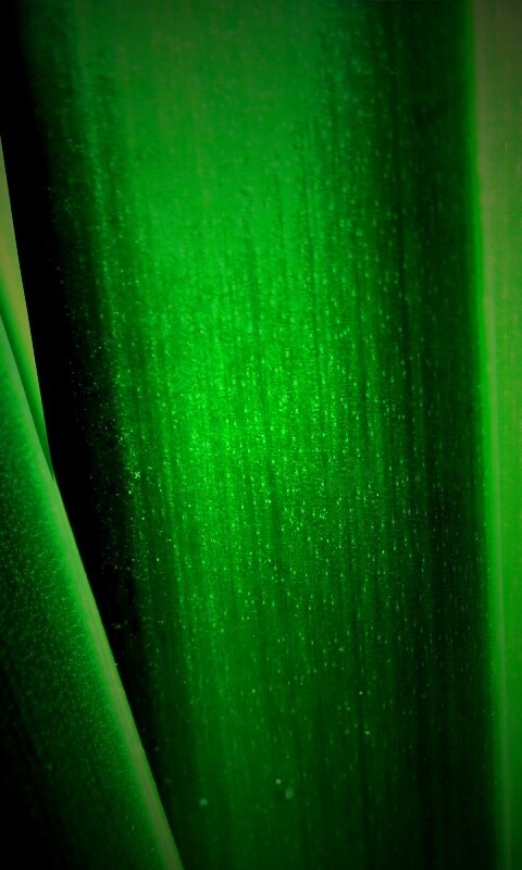 Сочная травинка обои