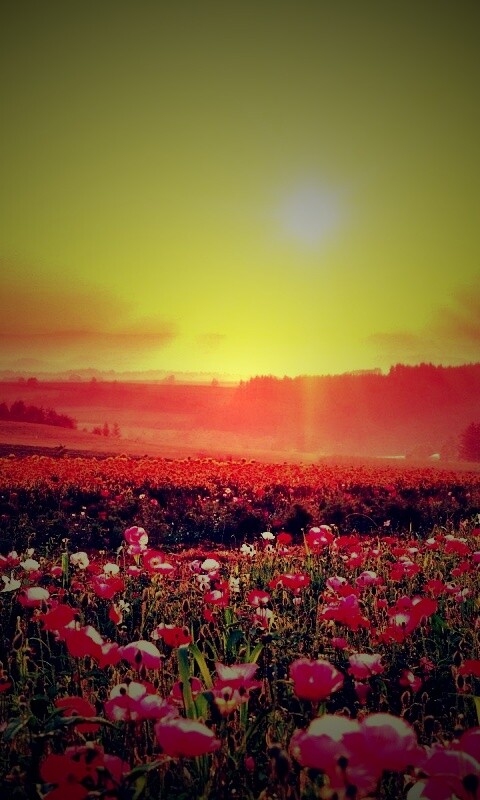 Цветущие поля обои