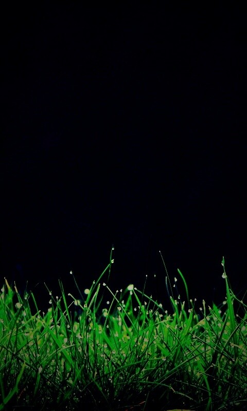 Трава после дождя обои