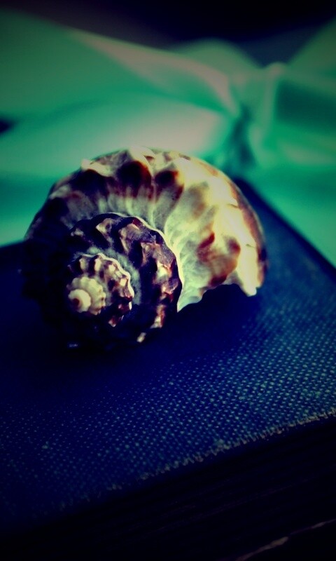 Ракушка на подарочном альбоме обои