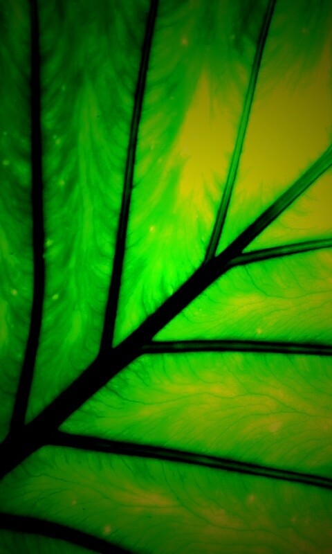 Макро фото листа обои