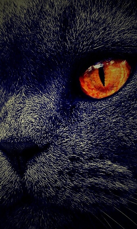 Кот с оранжевыми глазами обои