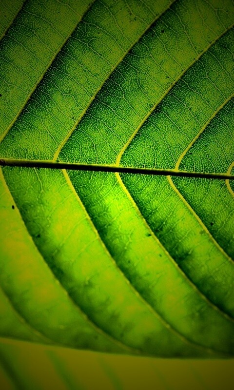 Листик обои