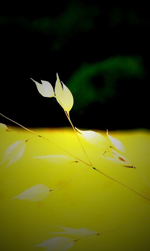 Белые полевые цветочки обои