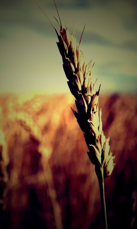 Колосок обои