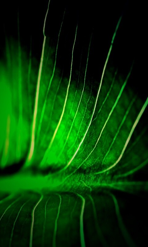 Широкий лист обои