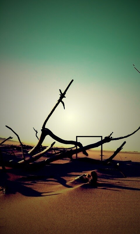 Сухостой в песках обои