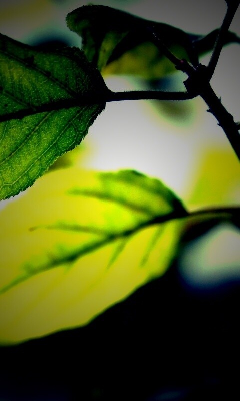 Три листа обои