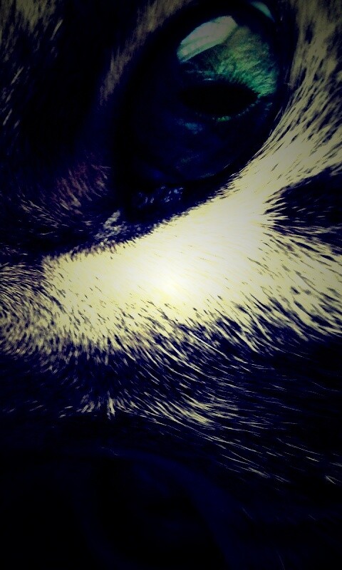 Мордашка кота крупным планом обои