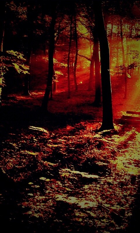 Лес в золотом сиянии обои