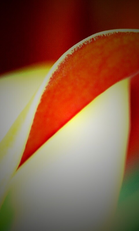 Обратаня сторона листа обои