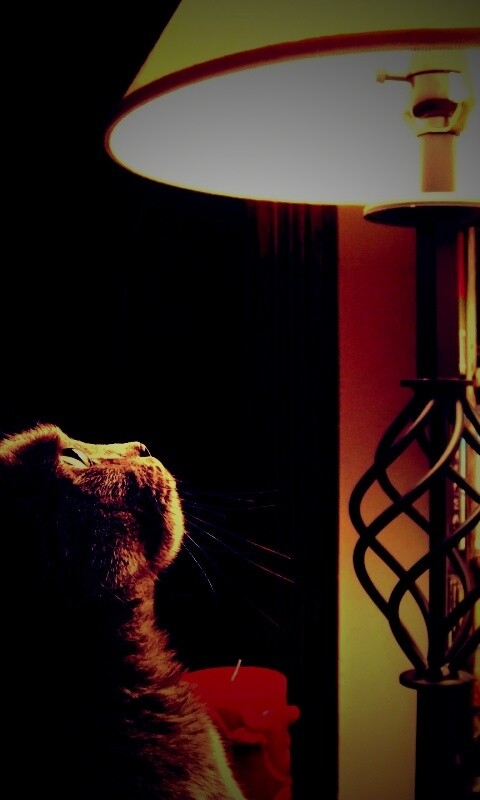 Кот смотрит под торшер обои