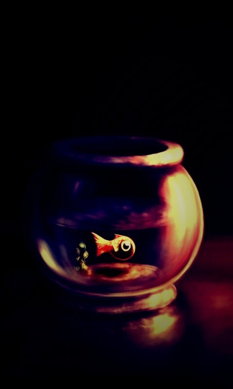 Большая и маленькая рыбки обои