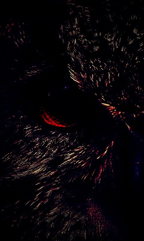 Красноглазая сова обои