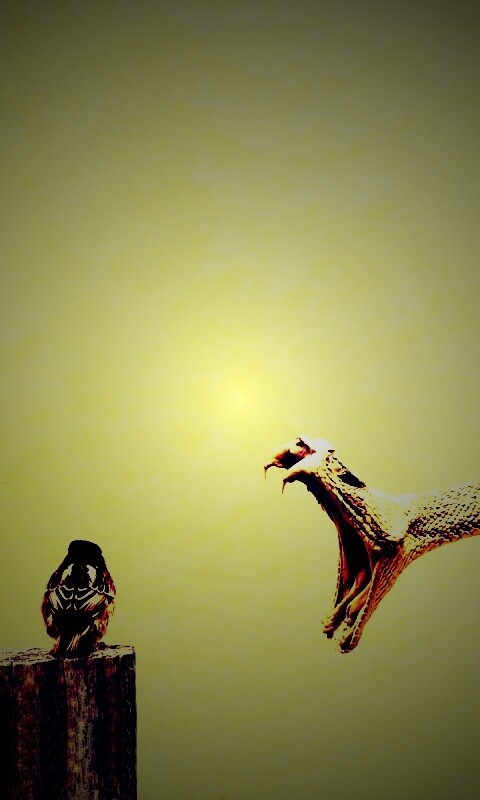 Змея-коряга напдает на птичку обои