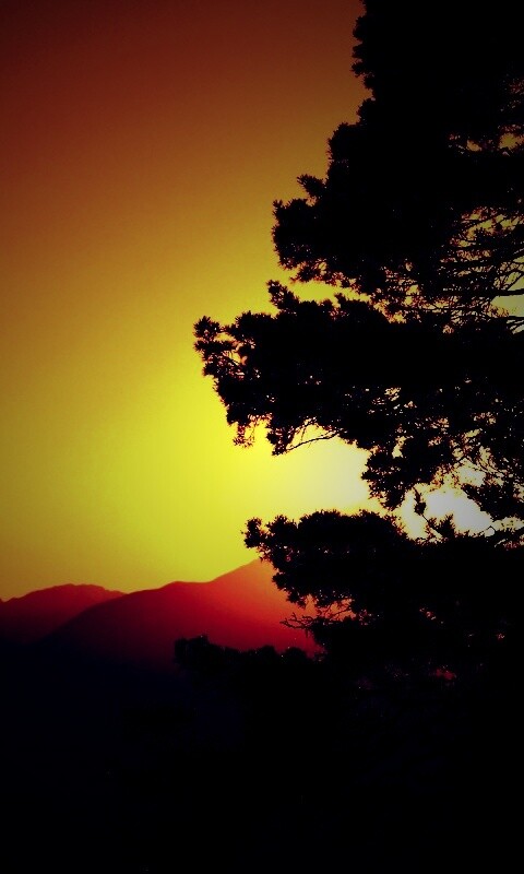 Силуэт дерева на закате обои